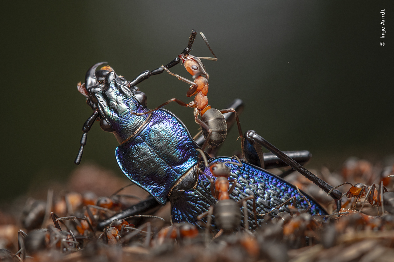 Wildlife Photographer of the Year 2024 | Royal Ontario Museum